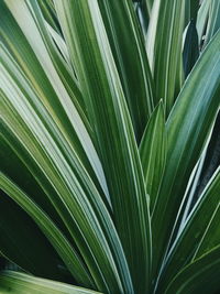 Close-up of palm tree leaves