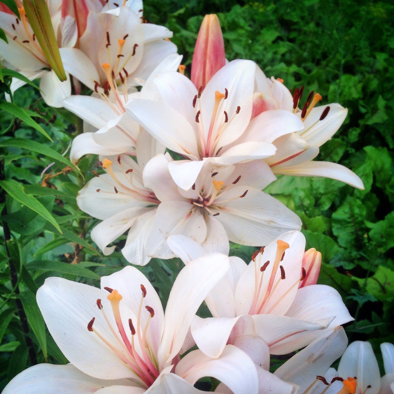 flower, freshness, petal, fragility, flower head, close-up, growth, beauty in nature, white color, plant, pink color, nature, springtime, stamen, park - man made space, blossom, in bloom, pollen, blooming, day, focus on foreground, botany, bunch of flowers, pistil, bloom, growing, park