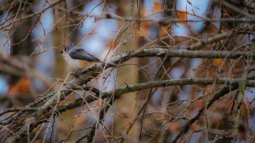 Close-up of bird perching on branch