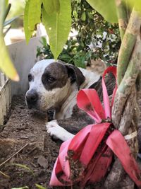 Close-up of dog looking away