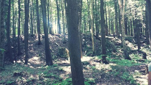 Trees in forest