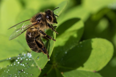 Close-up of insect on leaf