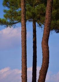 Low angle view of trees against blue sky