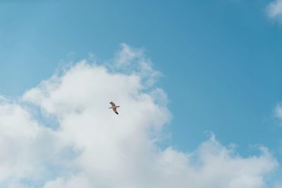 Low angle view of bird flying in sky