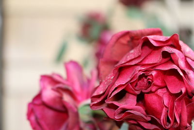 Close-up of red flower