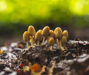 Close-up of mushrooms growing on field