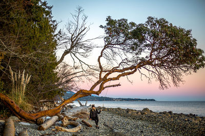 Trees by sea against sky