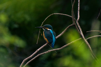 Rear view of kingfisher perching on branch