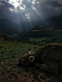 View of an animal on landscape