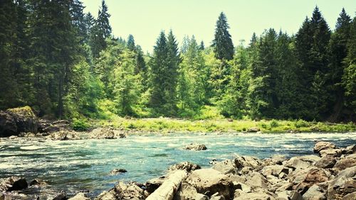 River passing through forest