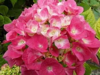 Close-up of pink flowers blooming outdoors