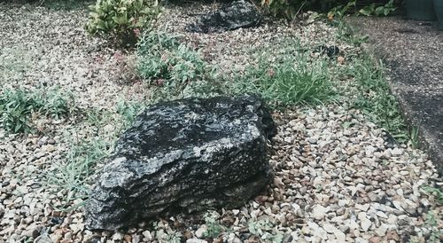 Plants growing on rocks