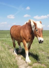 Large horse walking along trail in pasture in america 