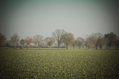 Scenic view of field against clear sky