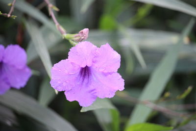 Close-up of pink flower