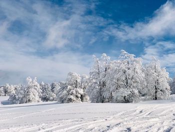 Trees on snow covered land against sky