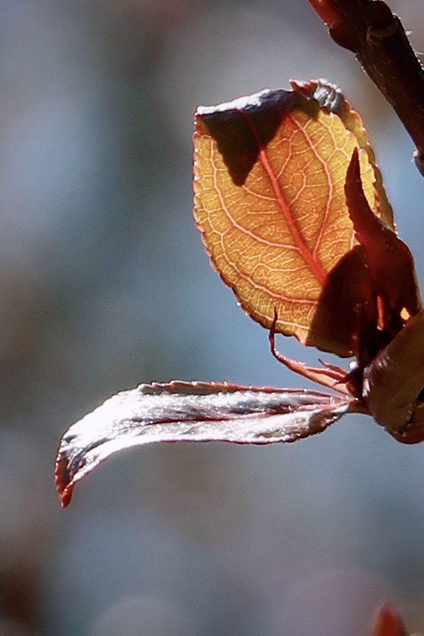 CLOSE-UP OF INSECT ON LEAVES AGAINST PLANT