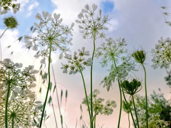 Close-up of white flowering plants against sky