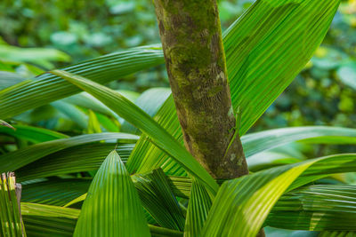 Close-up of palm tree leaves