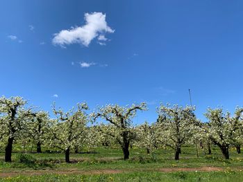 Trees on field against blue sky