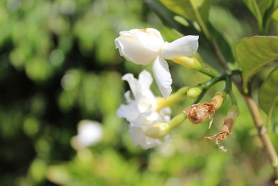 Close-up of white flowering plant