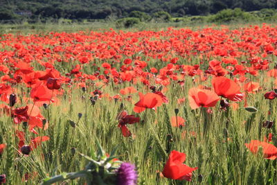 Close-up of red poppy flowers in field