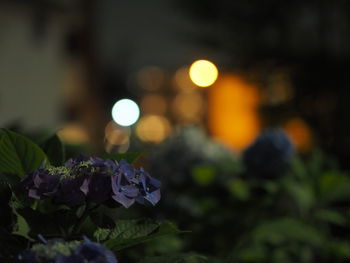 Close-up of flowering plants at night