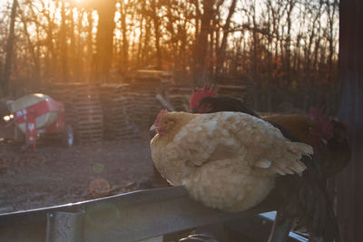 Close-up of rooster