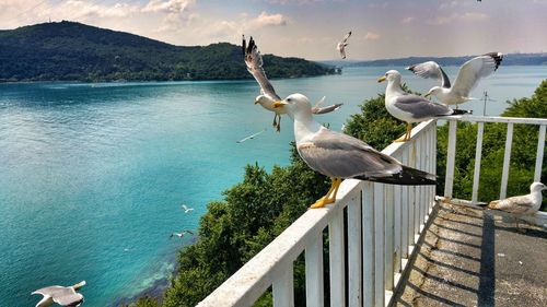 Seagulls perching on railing against sea