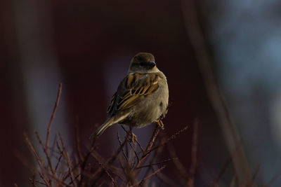 Close-up of bird perching on branch