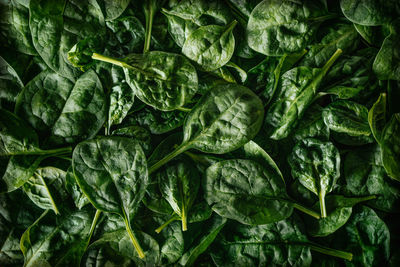 Fresh baby spinach leaves