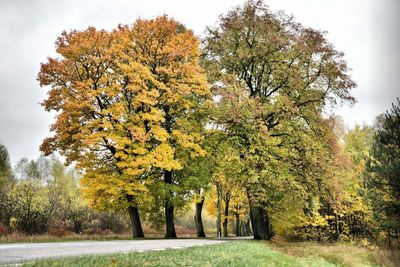 Trees on field