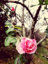 Close-up of pink rose