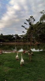 Birds on grassy field against sky