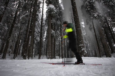 View of trees in forest during winter