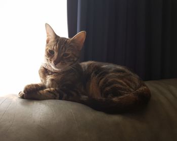 Close-up of a cat resting on bed at home