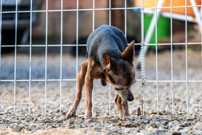 Dog standing by fence looking down