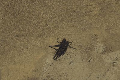 High angle view of insect on sand