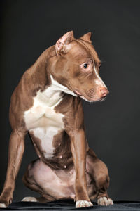 Close-up of dog sitting against black background