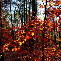 Low angle view of trees against orange sky