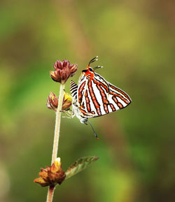 Close-up of butterfly pollinating on plant