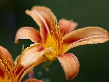 Close-up of orange lily blooming outdoors