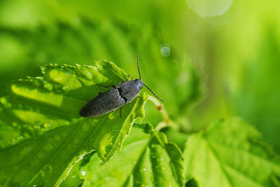 Close-up of butterfly on leaf