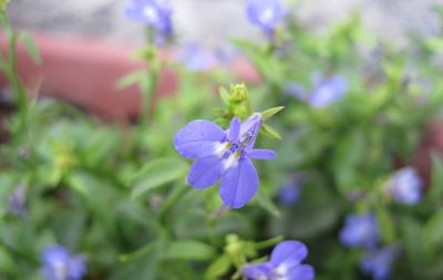 Close-up of insect on purple flower