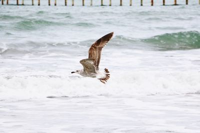 Seagull flying over sea