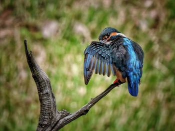 Kingfisher perching on dried plant