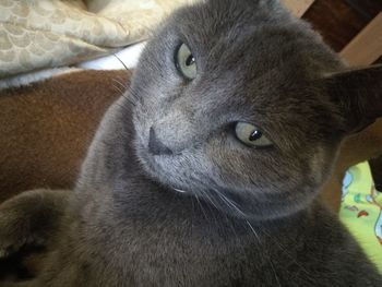 Close-up portrait of cat at home