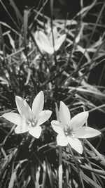 Close-up of white flowers