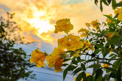 Low angle view of yellow flowering plant against sky