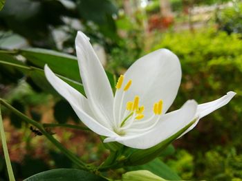 Close-up of white flowers